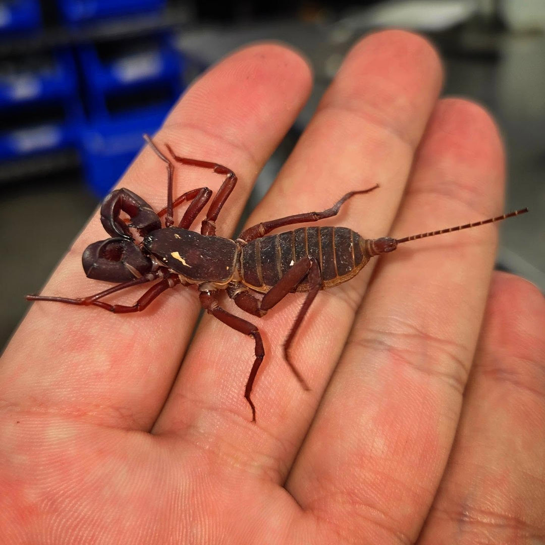 Typopeltis sp 'Vietnam Red'