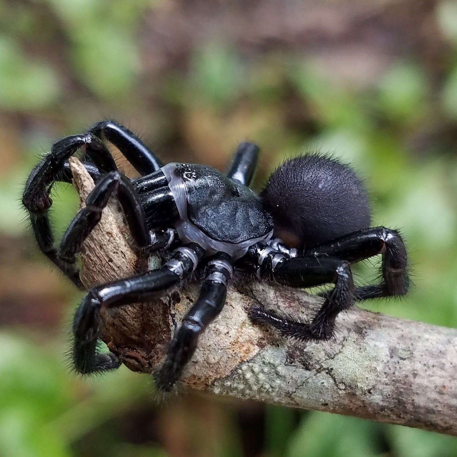 Ummidia audouini (Audouin's Trap Door Spider) 1