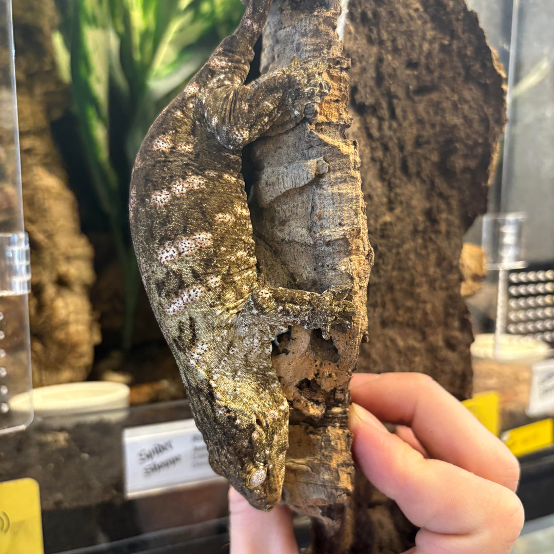 Rhacodactylus leachianus (New Caledonian Giant Gecko) Nuu Ana x Nuu Ami 11-15-23