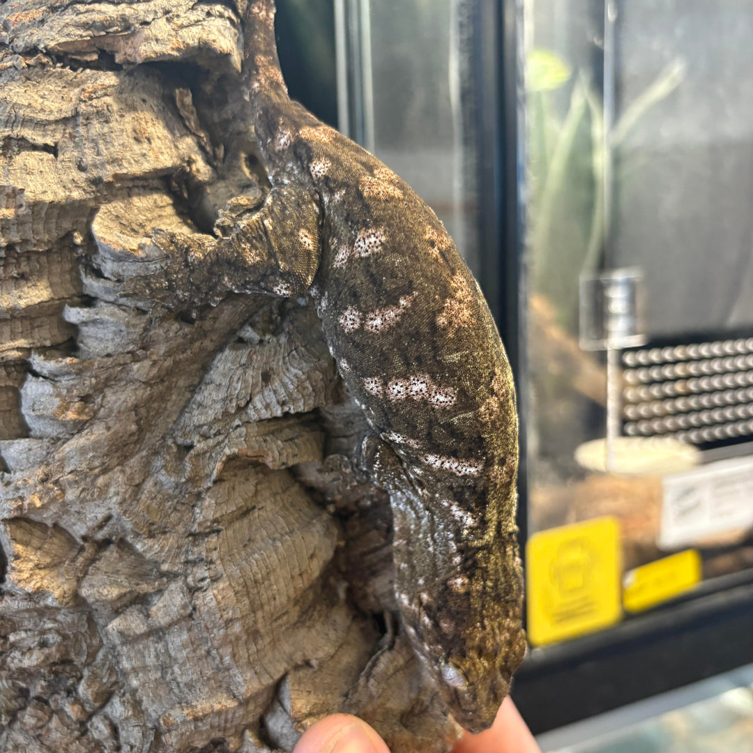 Rhacodactylus leachianus (New Caledonian Giant Gecko) Nuu Ana x Nuu Ami 11-15-23