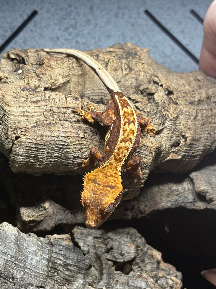 Correlophus ciliatus (Crested Gecko) Red Base