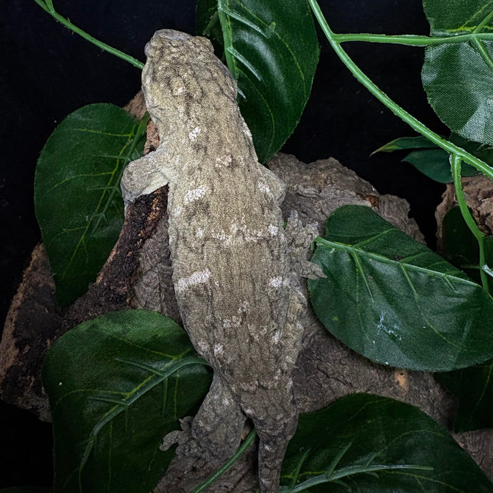 Rhacodactylus leachianus (New Caledonian Giant Gecko) GT x HC 11223