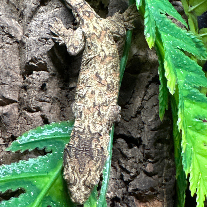 Rhacodactylus leachianus (New Caledonian Giant Gecko) GTX