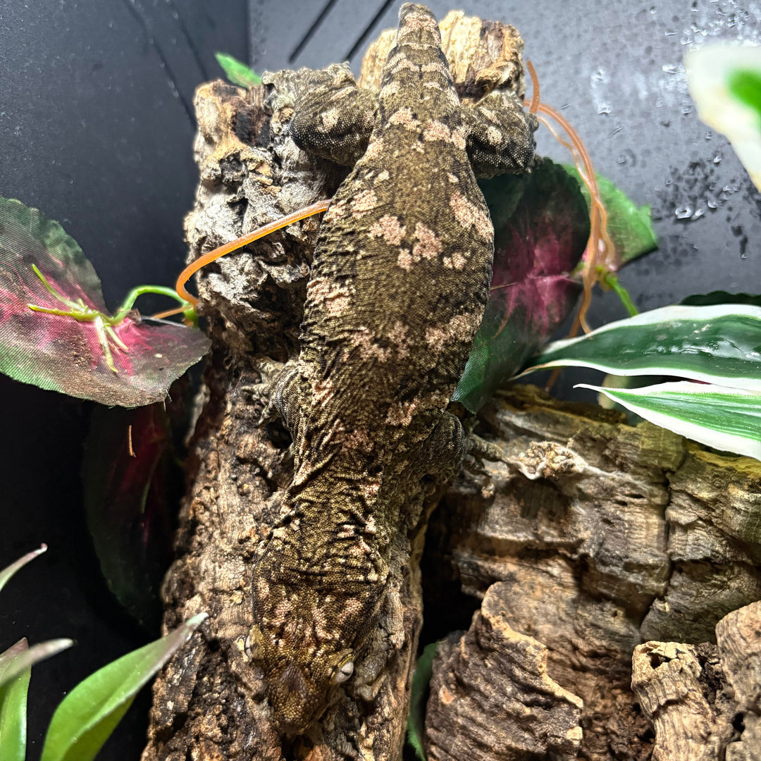 Rhacodactylus leachianus (New Caledonian Giant Gecko) Nuu Ana x Nuu Ami (SF)