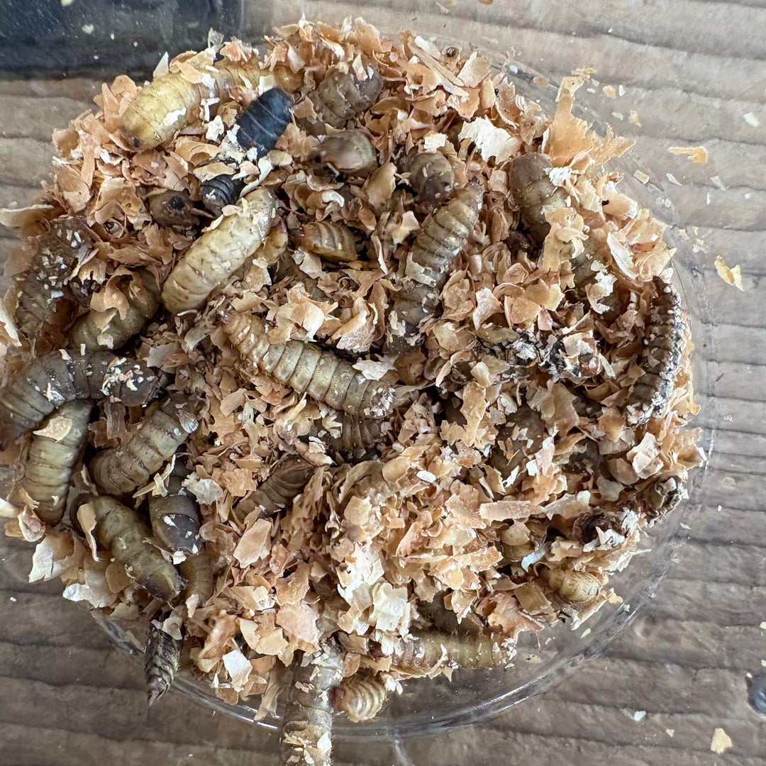 Black Soldier Fly Larvae (50ct)
