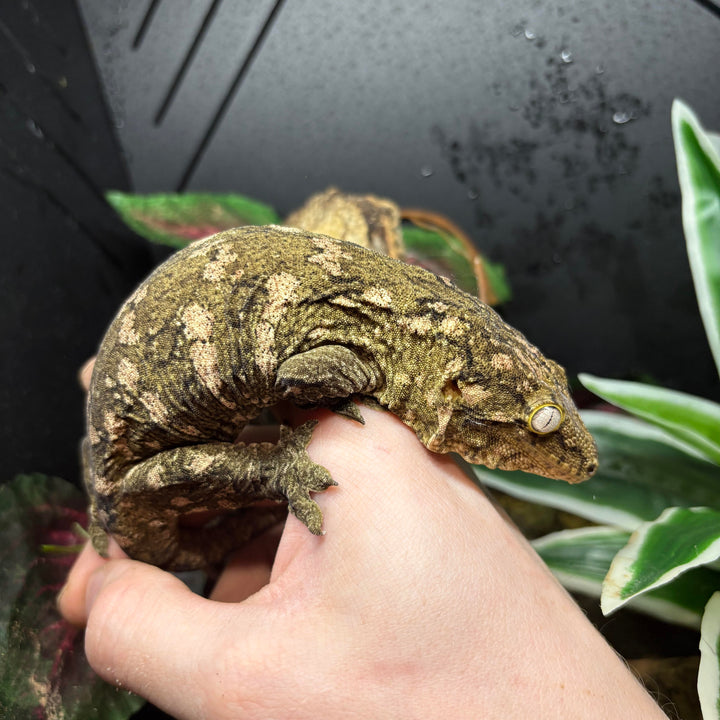 Rhacodactylus leachianus (New Caledonian Giant Gecko) Nuu Ana x Nuu Ami (SF)