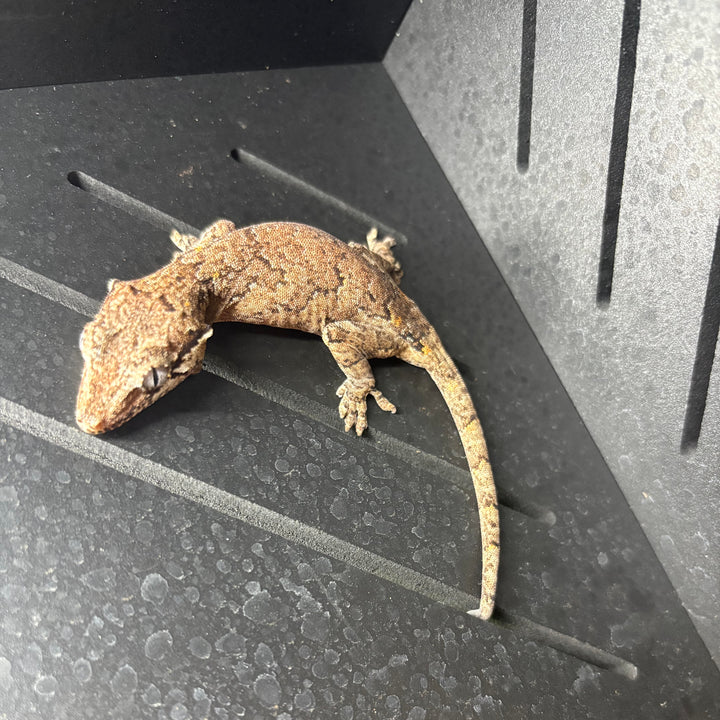 Rhacodactylus auriculatus (Gargoyle Gecko) '25 Reticulated Normal