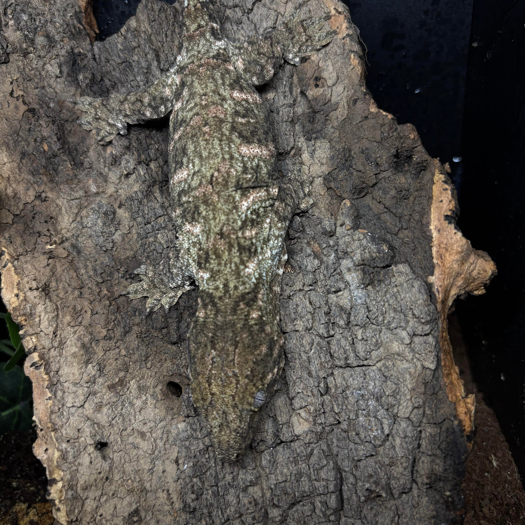 Rhacodactylus leachianus (New Caledonian Giant Gecko) Nuu Ana x Nuu Ami 6-14-24