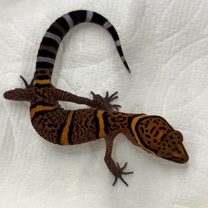 Goniurosaurus bawanglingensis (Bawangling Tiger Cave Gecko)