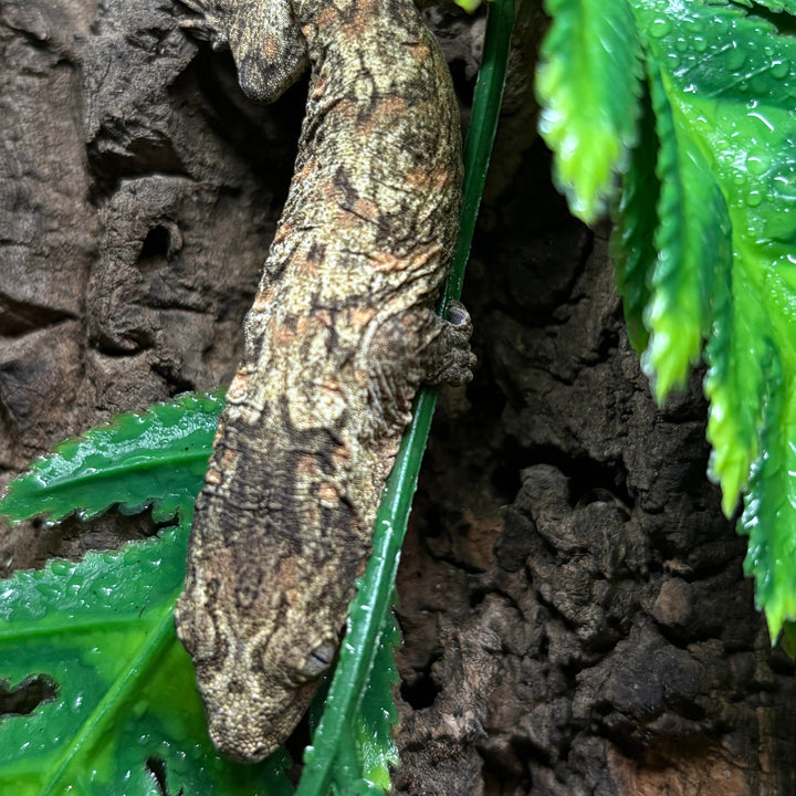 Rhacodactylus leachianus (New Caledonian Giant Gecko) GTX