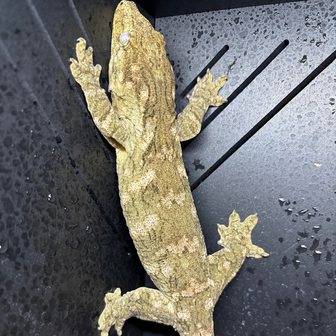Rhacodactylus leachianus (New Caledonian Giant Gecko) Nuu Ana X Nuu Ami (SF)