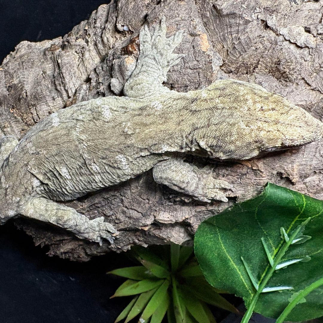 Rhacodactylus leachianus (New Caledonian Giant Gecko) GT x HC 11223