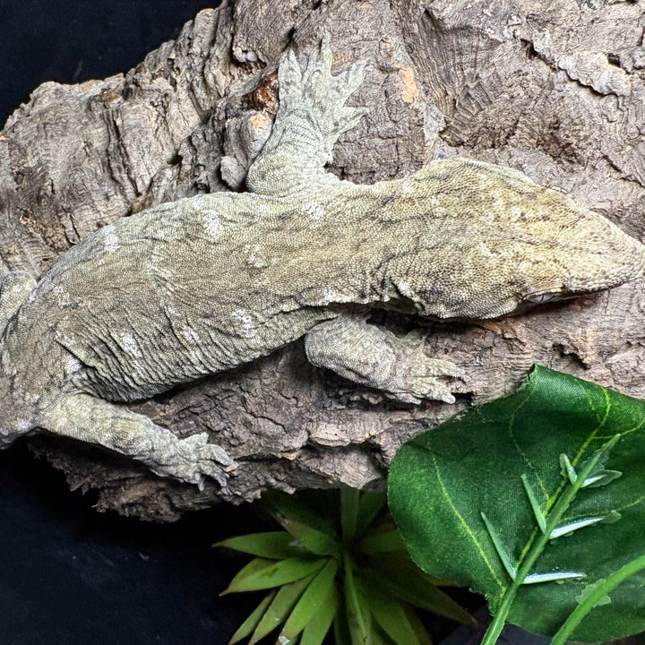 Rhacodactylus leachianus (New Caledonian Giant Gecko) GT x HC 11223