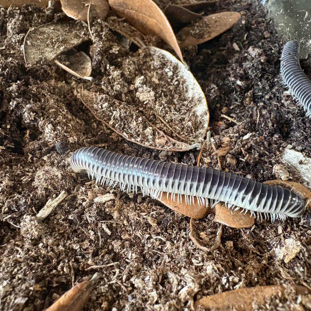 Chicobolus spinigerus (Purple Ivory Millipede)