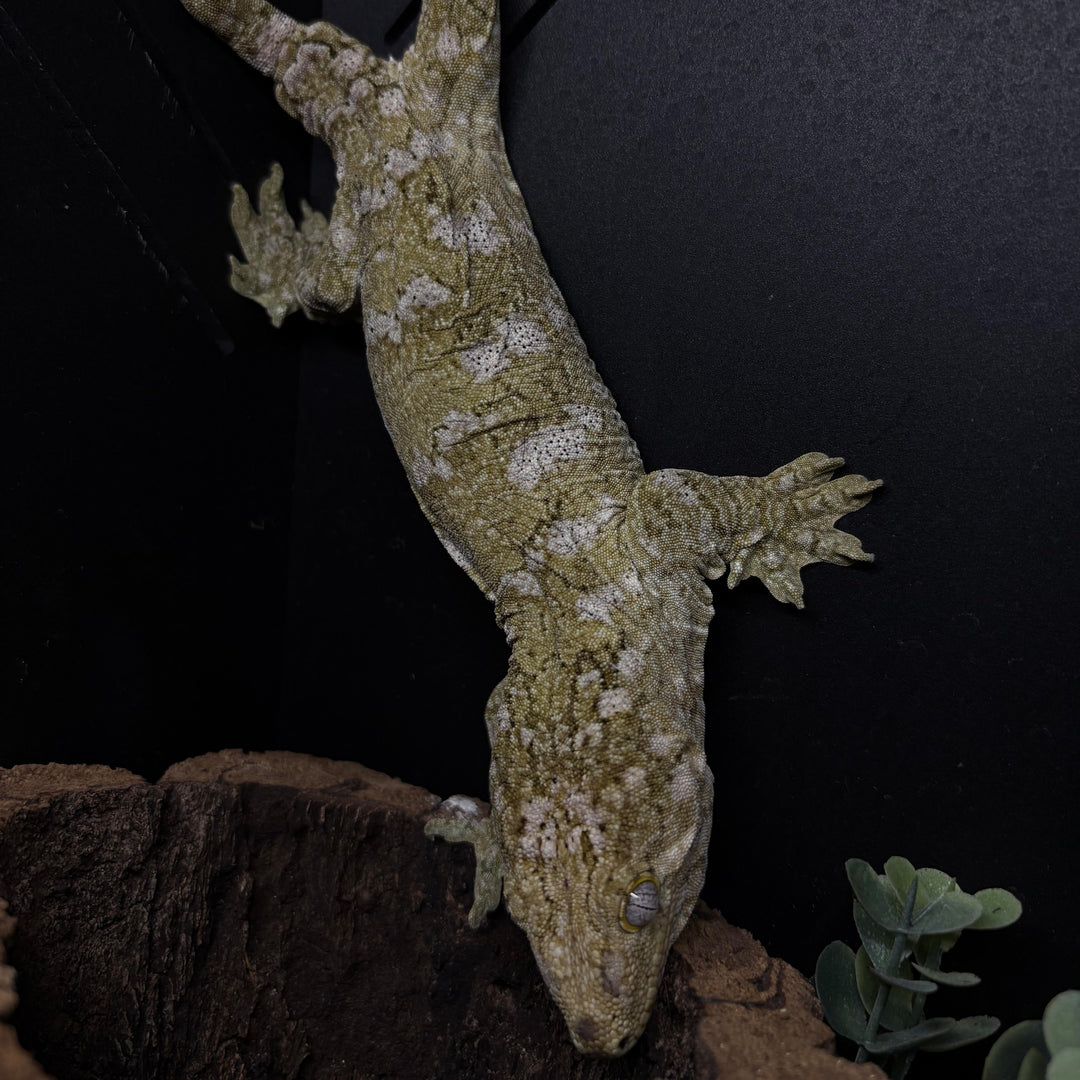 Rhacodactylus leachianus (New Caledonian Giant Gecko) Grande Terre FEMALE