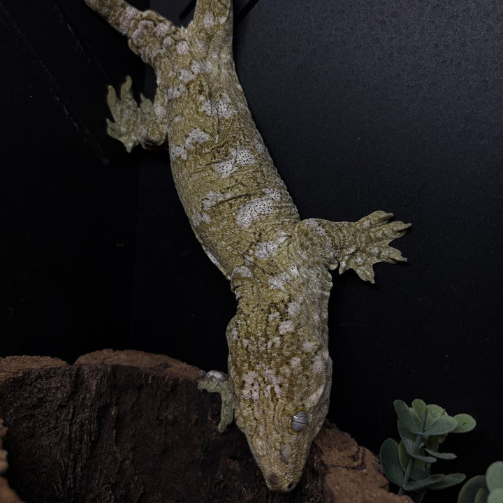 Rhacodactylus leachianus (New Caledonian Giant Gecko) Grande Terre FEMALE