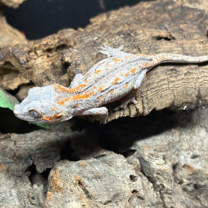 Rhacodactylus auriculatus (Gargoyle Gecko) '25 Orange Stripe