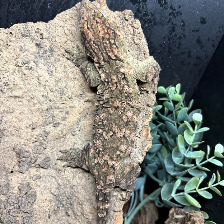Rhacodactylus leachianus (New Caledonian Giant Gecko) GTx 121423