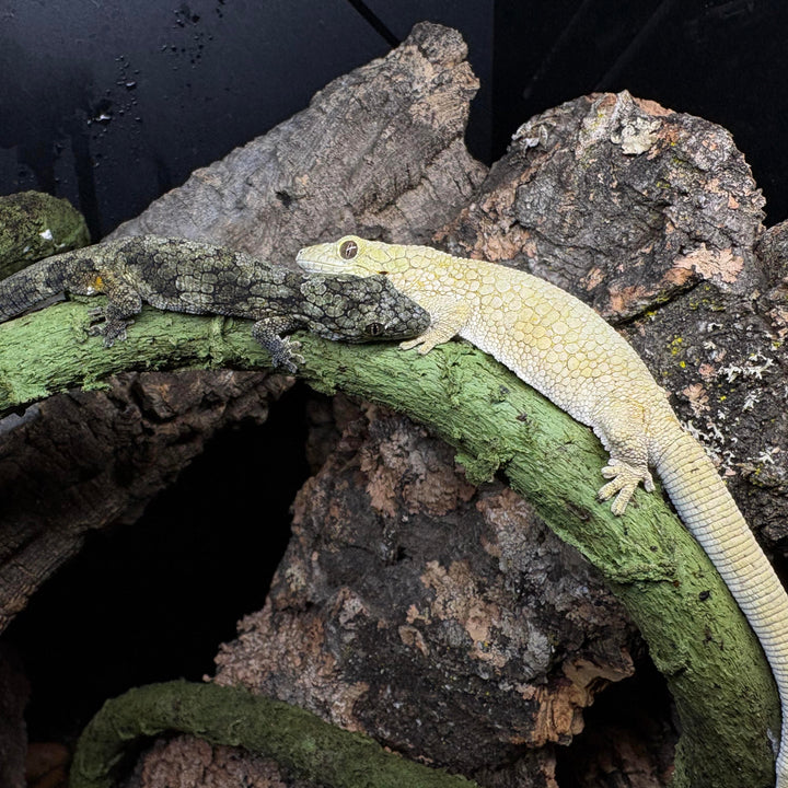 Eurydactylodes veillardi PAIR