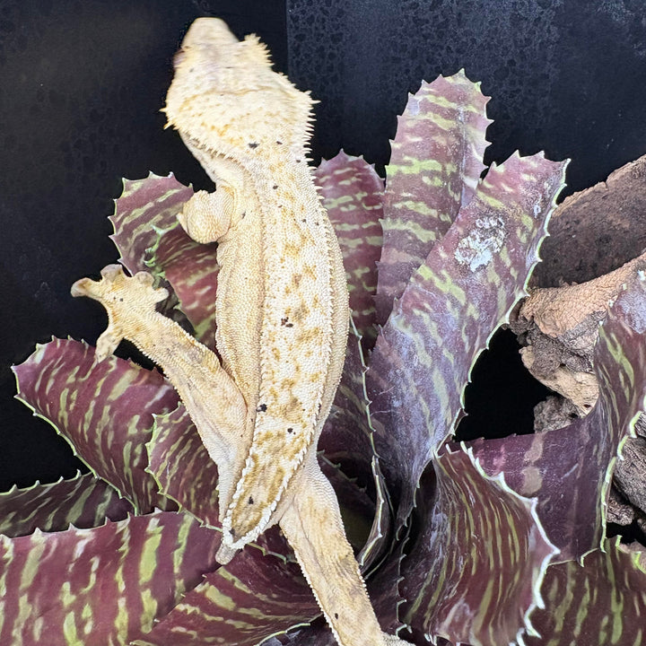 Correlophus ciliatus (Crested Gecko) 'Yellow' Female - Missing Tail