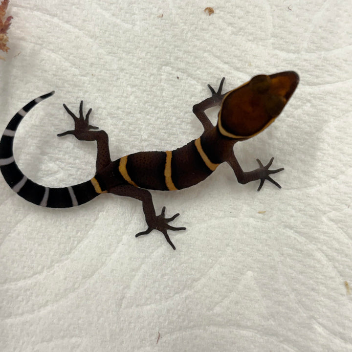 Goniurosaurus bawanglingensis (Bawangling Tiger Cave Gecko)