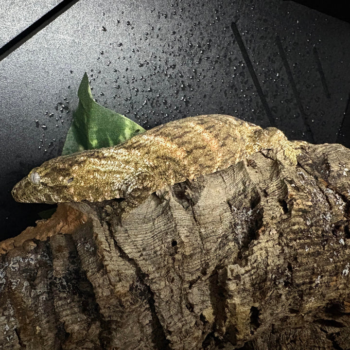 Rhacodactylus leachianus (New Caledonian Giant Gecko) Nuu Ana x Nuu Ami 9-27-24