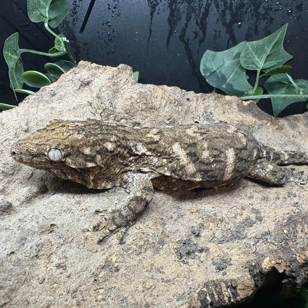 Rhacodactylus leachianus (New Caledonian Giant Gecko) Nuu Ana x Nuu Ami 6-15-24