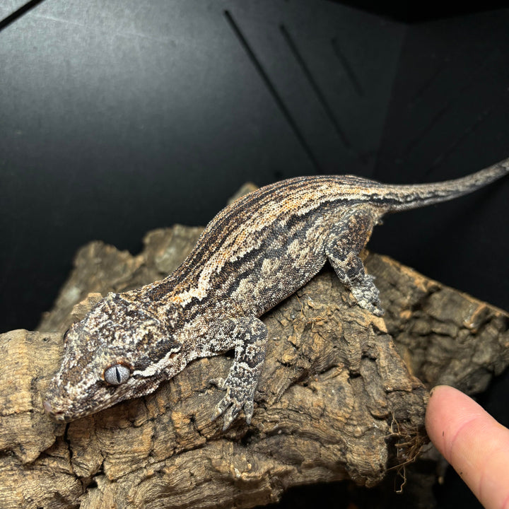 Rhacodactylus auriculatus (Gargoyle Gecko) Red FEMALE