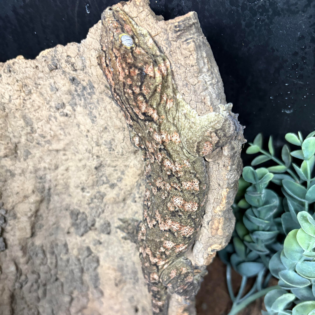 Rhacodactylus leachianus (New Caledonian Giant Gecko) GTx 121423