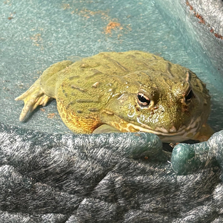 Pyxicephalus adspersus (African Bullfrog)