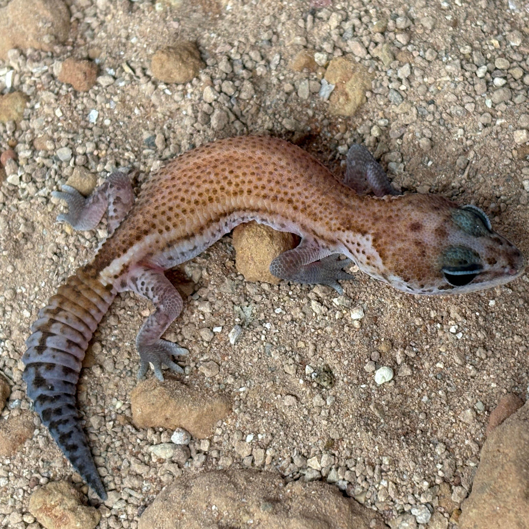 Hemitheconyx caudicinctus (Fat-tailed Gecko) PATTERNLESS
