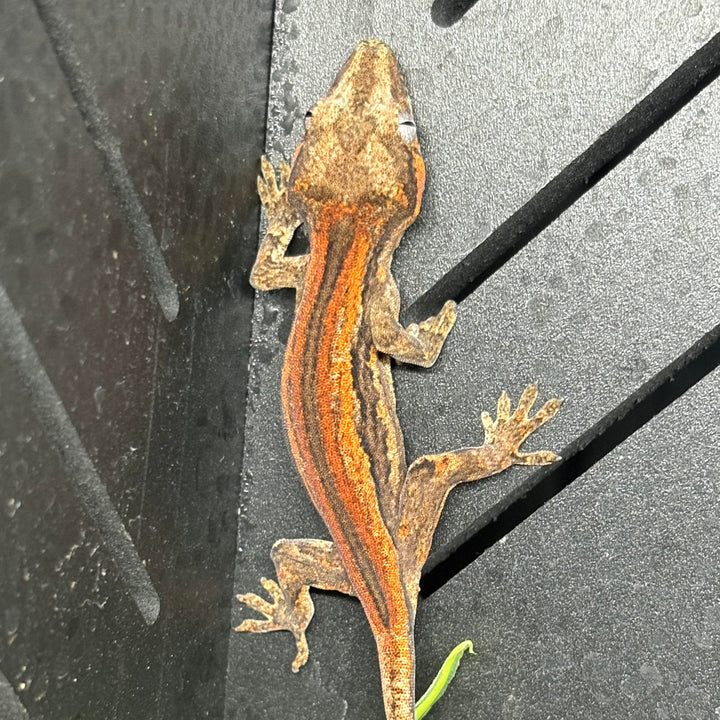 Rhacodactylus auriculatus (Gargoyle Gecko) '25 Red Stripe