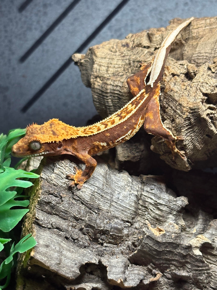 Correlophus ciliatus (Crested Gecko) Red Base