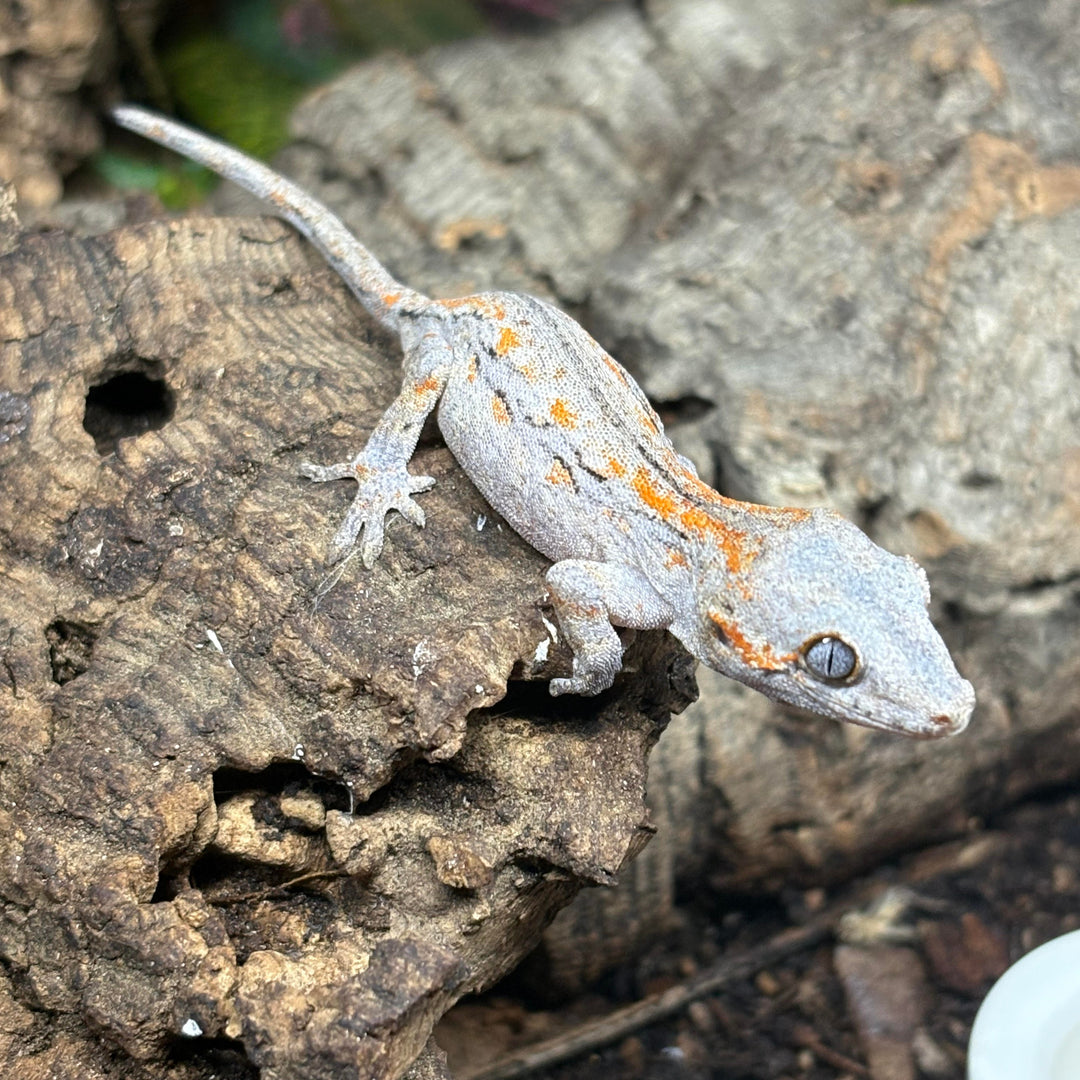 Rhacodactylus auriculatus (Gargoyle Gecko) '25 Orange Stripe