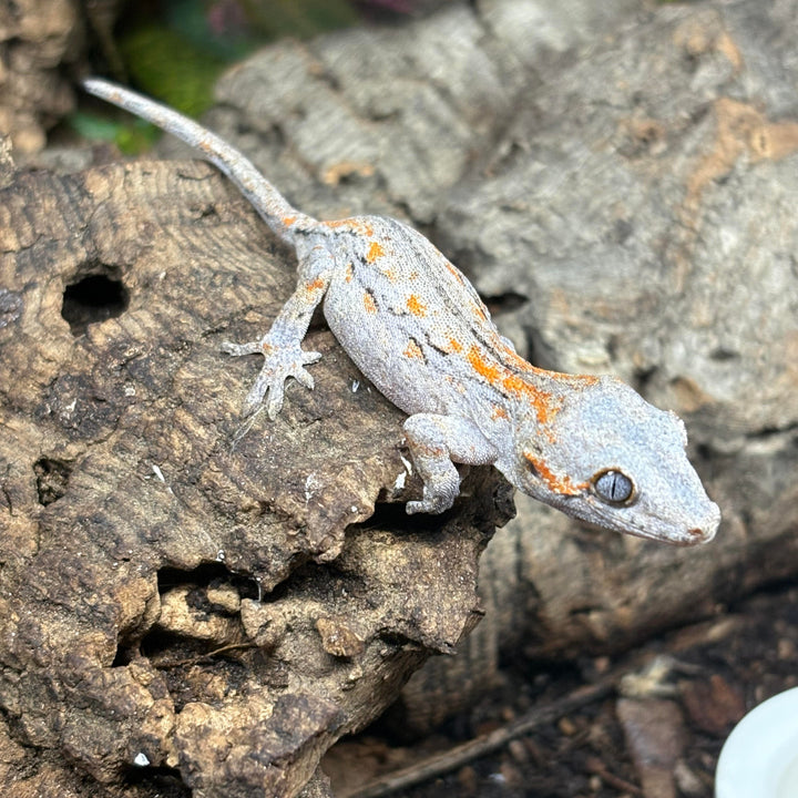 Rhacodactylus auriculatus (Gargoyle Gecko) '25 Orange Stripe
