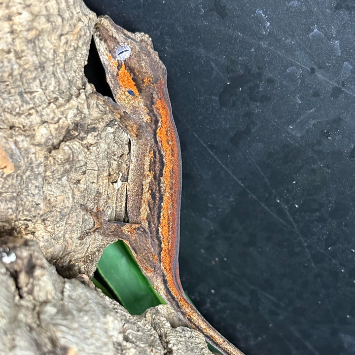 Rhacodactylus auriculatus (Gargoyle Gecko) '25 Red Stripe