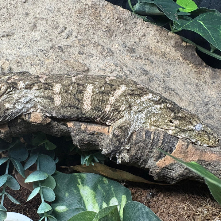 Rhacodactylus leachianus (New Caledonian Giant Gecko) Nuu Ana x Nuu Ami 6-15-24