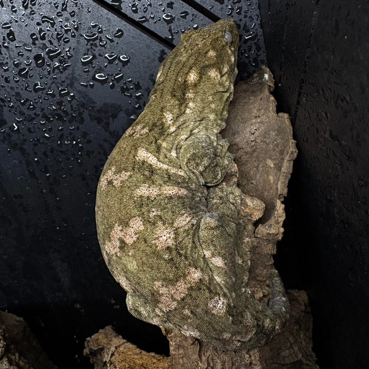 Rhacodactylus leachianus (New Caledonian Giant Gecko) Nuu Ana X Nuu Ami (SF)