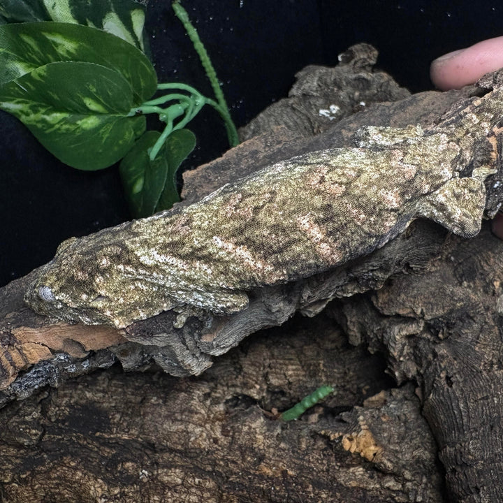 Rhacodactylus leachianus (New Caledonian Giant Gecko) Nuu Ana x Nuu Ami 9-27-24