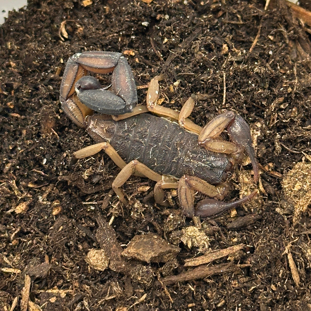 Centruroides margaritatus (Central American Bark Scorpion)