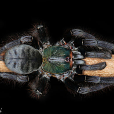 Omothymus sp 'Valhalla' (Valhalla Earth Tiger) 0.75"