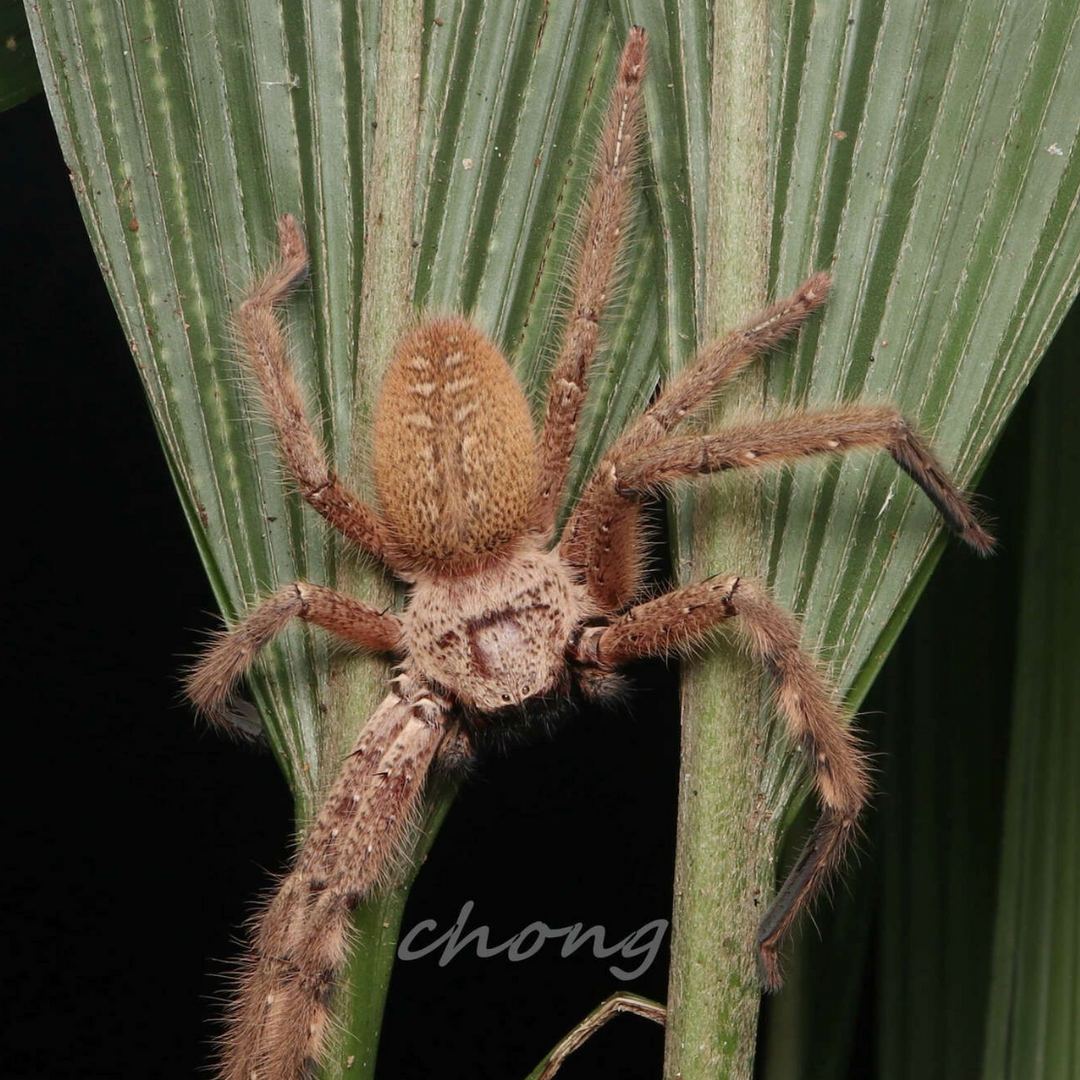 Rhitymna verruca (Laos Huntsman)