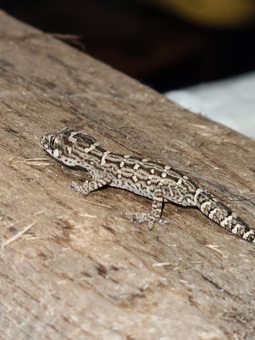 Hemidactylus imbricatus (Viper Gecko) 2"