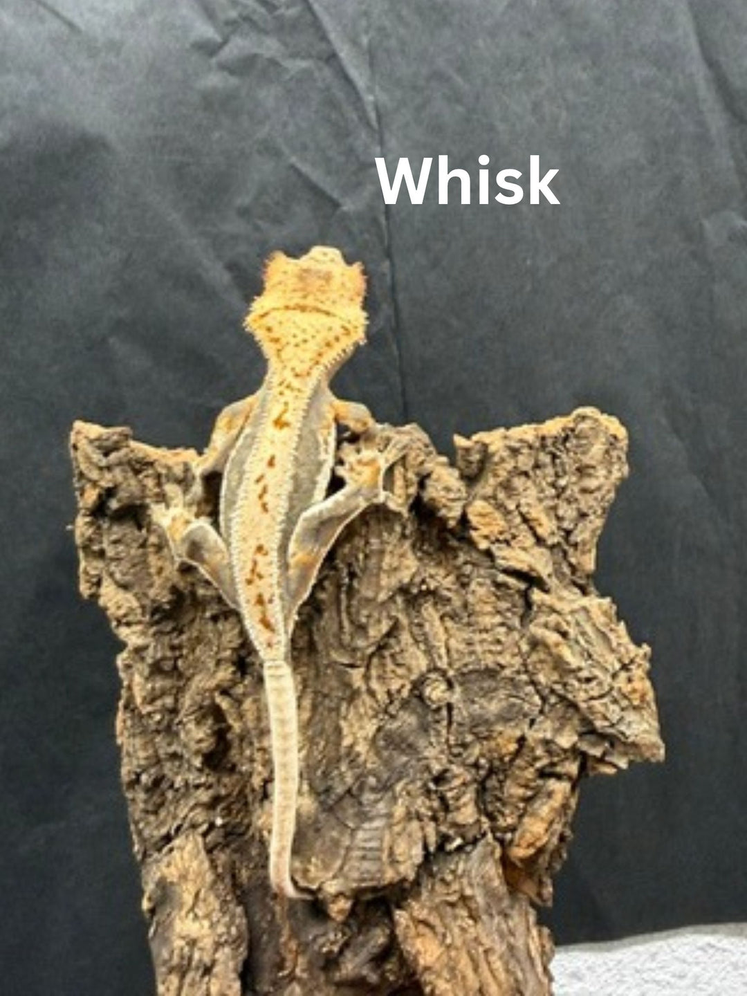 Correlophus ciliatus (Crested Gecko) Lily White Juveniles