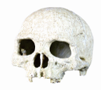 Skull Decor/Hide (6x5")