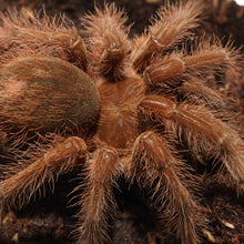 Load image into Gallery viewer, Theraphosa blondi (Goliath Bird-Eater) 1.5&quot;
