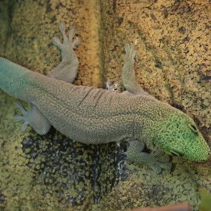 Phelsuma standingi (Standing's Day Gecko) 3"