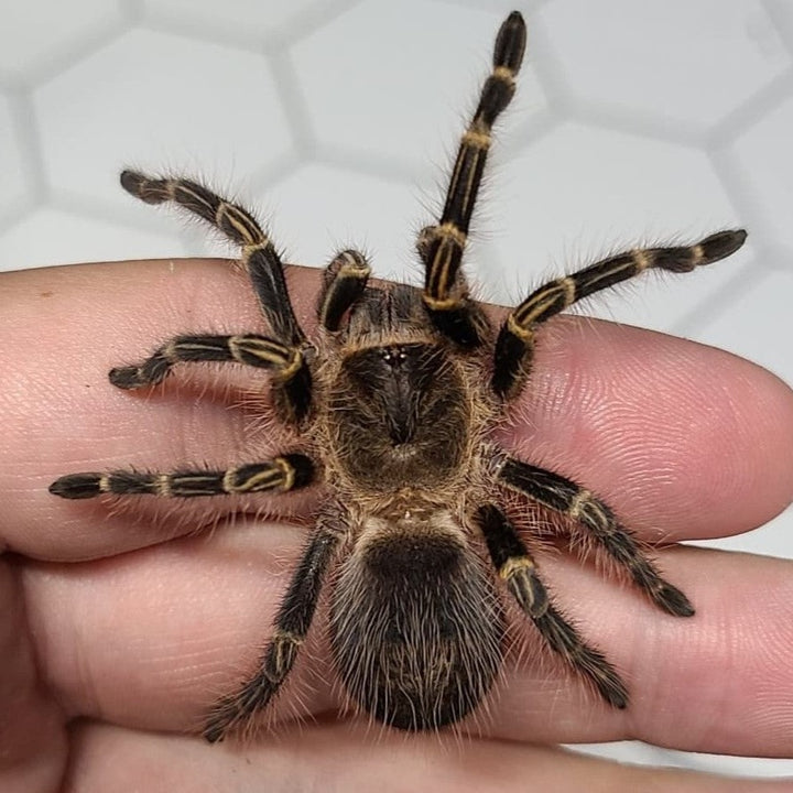 Grammostola pulchripes (Chaco Golden-Knee) 0.5" | 4" MALE