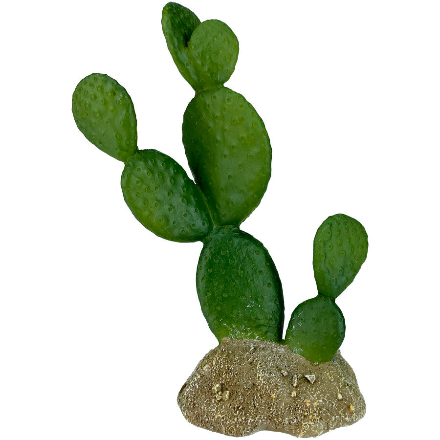 KOMODO Cactus Plant Prickly Pear 6.3in