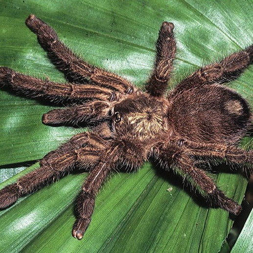 Native Puerto Rican Spider Caribena laeta (Puerto Rican Pink Toe) – Spider Shoppe